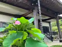 東福寺(東京都)