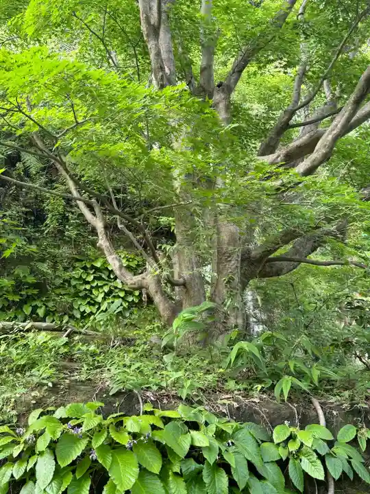 明月院(神奈川県)
