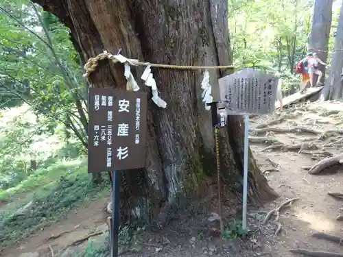 産安社（武蔵御嶽神社摂社）の自然