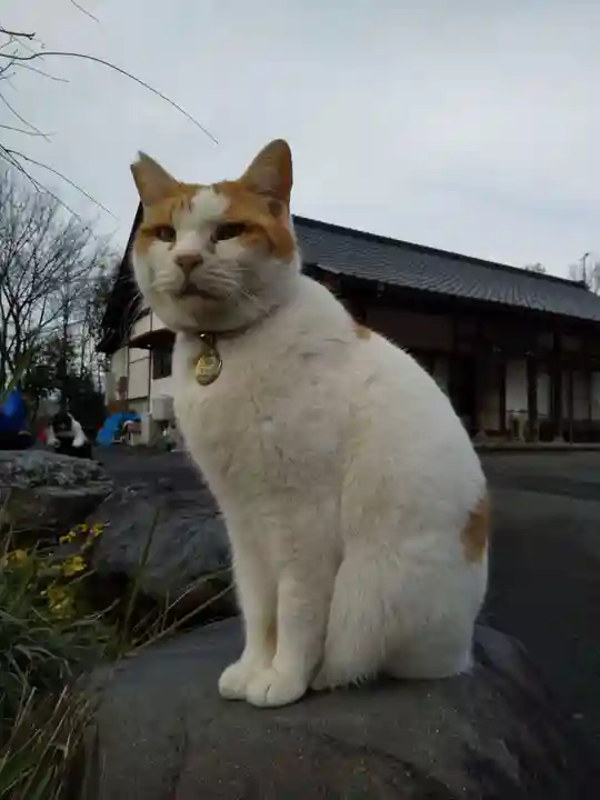 御誕生寺(猫寺)(福井県)