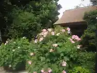 極楽寺(霊鷲山感應院極楽律寺)の自然