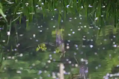 熊野大権現堂の自然