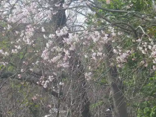 鶴岡八幡宮の自然