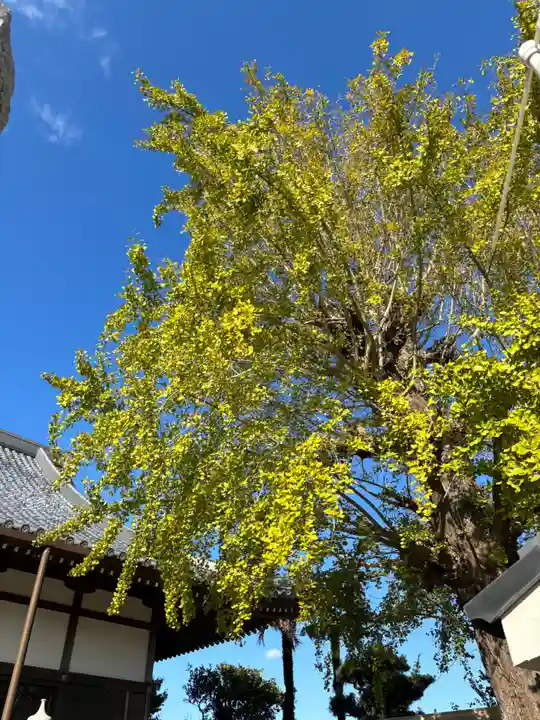 法話と天井絵の寺 観音寺(徳島県)