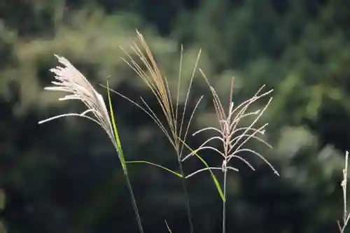 高司神社〜むすびの神の鎮まる社〜の自然