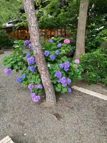 平塚八幡宮の自然
