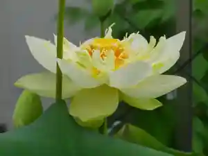 極楽山 浄土寺の庭園(2022年06月28日(火) 20時29分25秒投稿)