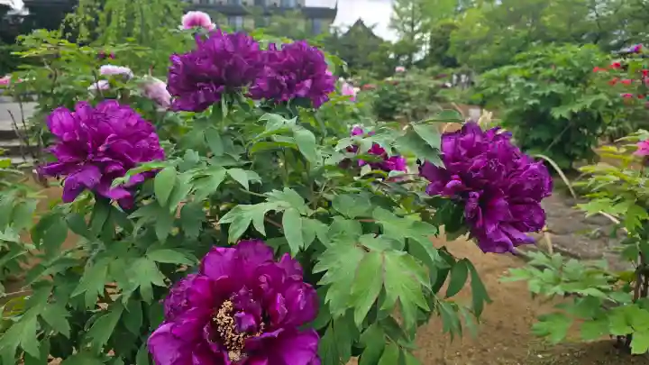 西新井大師総持寺の{uncategorized: "未分類", other: "その他", undefined: "問題あり", building: "その他建物", grave: "お墓", sacred_gate: "鳥居", guardian: "狛犬", statue: "像", buddha: "仏像", history: "歴史", nature: "自然", garden: "庭園", animal: "動物", pagoda: "塔", temizu: "手水舎", mountain_gate: "山門・神門", sanctuary: "本殿・本堂", subordinate: "末社・摂社", art: "芸術", scenery: "景色", jizo: "地蔵", ema: "絵馬", goshuin: "御朱印", omikuji: "おみくじ", items: "授与品その他", amulet: "お守り", goshuincho: "御朱印帳", eats: "食事", festival: "お祭り", votive_dance: "神楽", shichigosan: "七五三参", wedding: "結婚式", experience: "体験その他", initially: "初詣", around: "周辺", anti_infection: "感染症対策"}