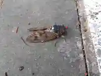 白山神社(福井県)