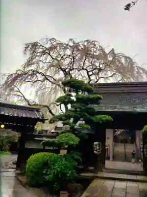 常圓寺(東京都)