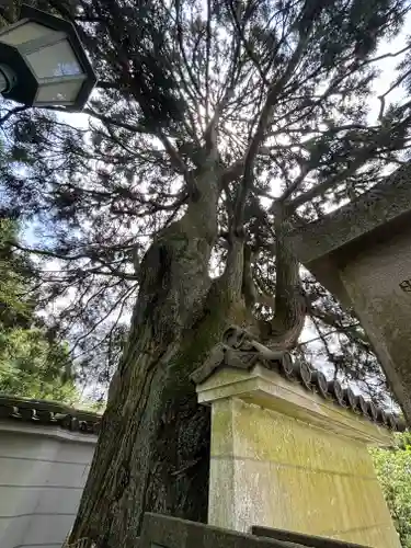 忉利天上寺の自然