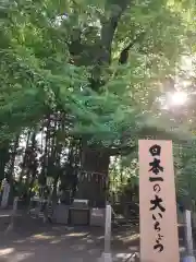 水戸八幡宮の自然