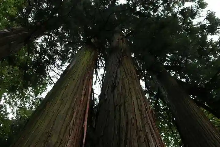 鹿島大神宮の自然