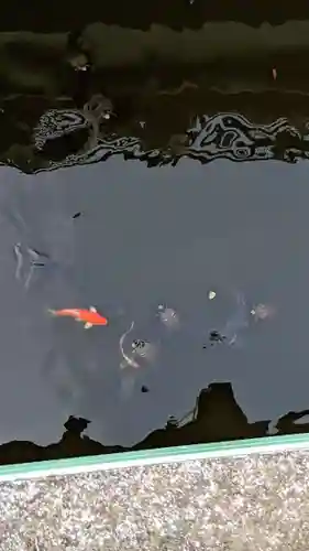 乳清水神社の動物