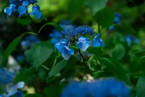 平野神社(京都府)