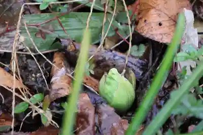 高司神社〜むすびの神の鎮まる社〜の自然