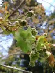 賀羅加波神社の自然