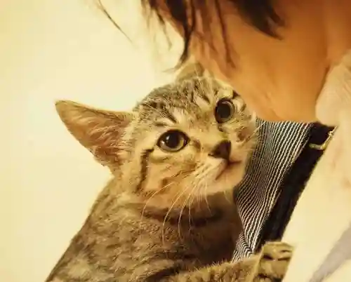 天王山 安楽寺の動物