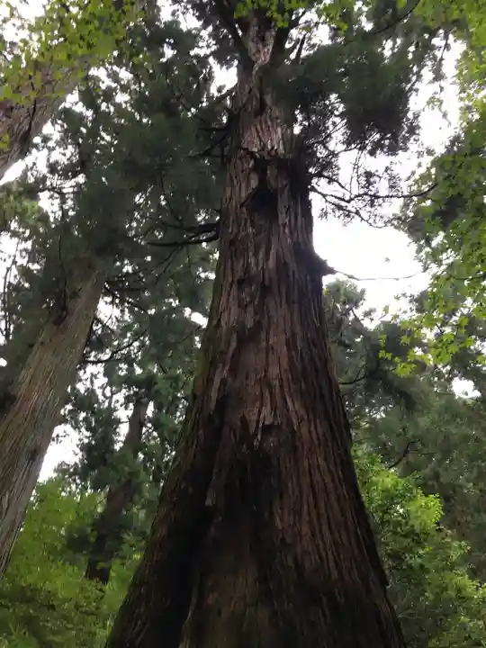 赤城神社(三夜沢町)の自然