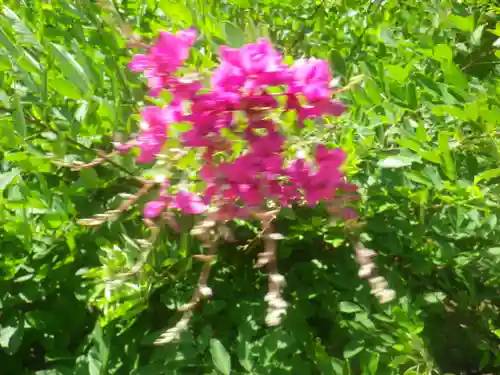 浄光明寺の自然