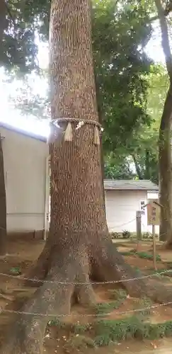 金ヶ作熊野神社(千葉県)