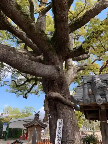 百舌鳥八幡宮の自然