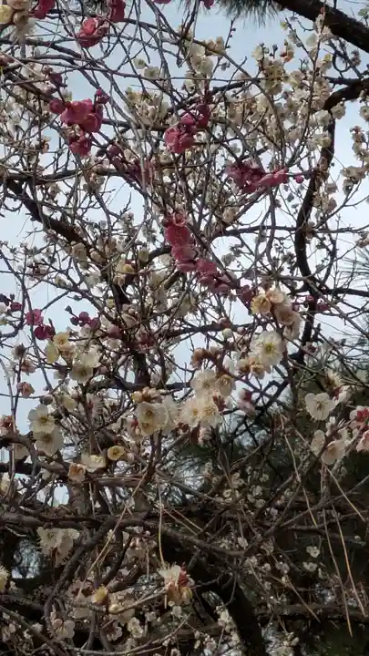 白雲神社(京都府)