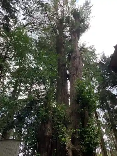 熊野神社の自然