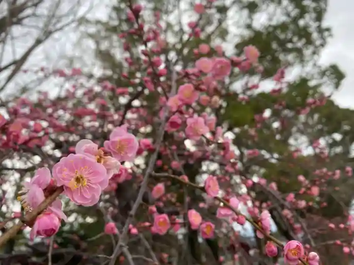 美奈宜神社の自然