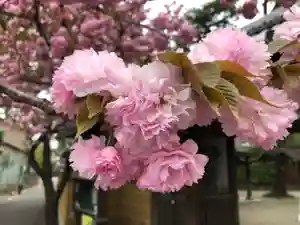 一乗院の自然(2019年06月19日(水) 21時54分05秒投稿)