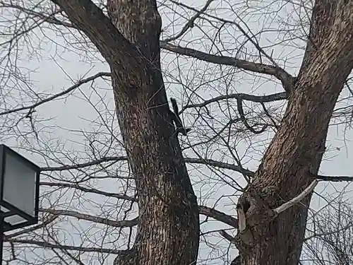 千歳神社の動物
