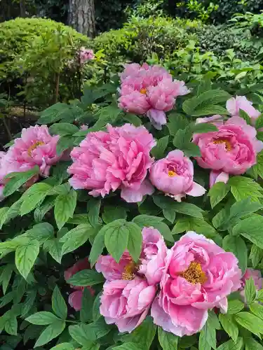 東長谷寺　薬王院(東京都)