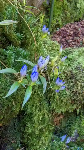 古知谷阿弥陀寺(京都府)