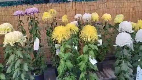 明治神宮(東京都)