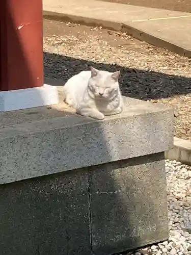 小金八坂神社(千葉県)