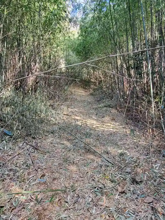 厳嶋神社(五十部町)(栃木県)