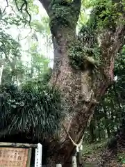 田ノ上八幡神社の自然