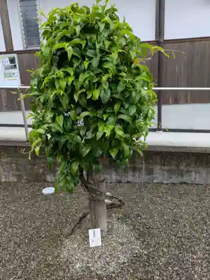 慈恩護国禅寺(岐阜県)