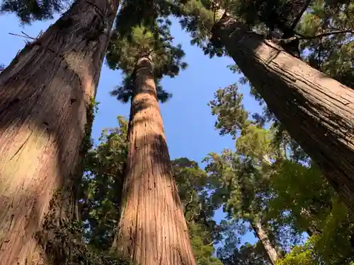 三島神社の自然