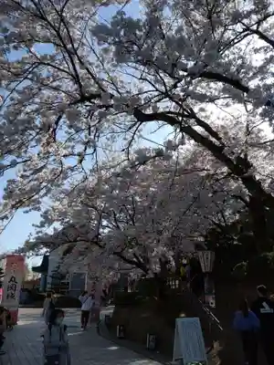 丸岡城八幡神社の自然