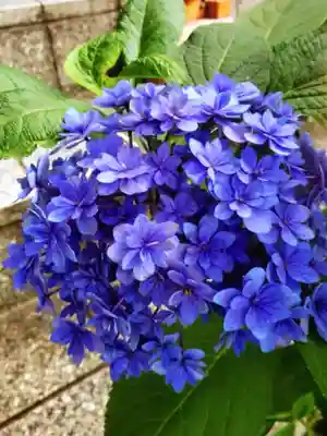 十番稲荷神社(東京都)