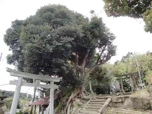 八雲神社の鳥居