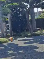 祥龍山 金剛寺(神奈川県)