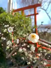 塚越稲荷神社の自然