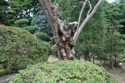 楽峯山 勝大寺の自然