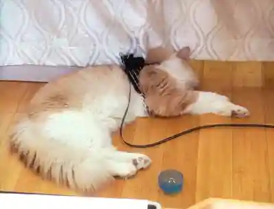 駒込妙義神社(東京都)