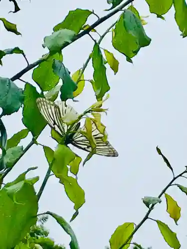 女化神社の動物