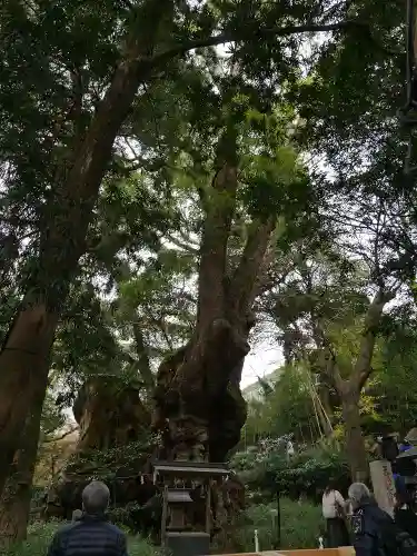來宮神社の自然