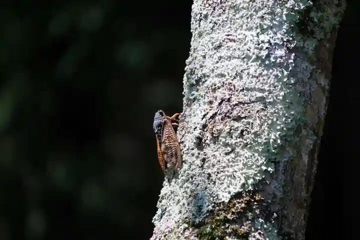 大六天麻王神社の自然