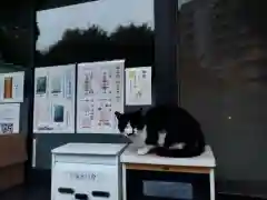 白金氷川神社の動物